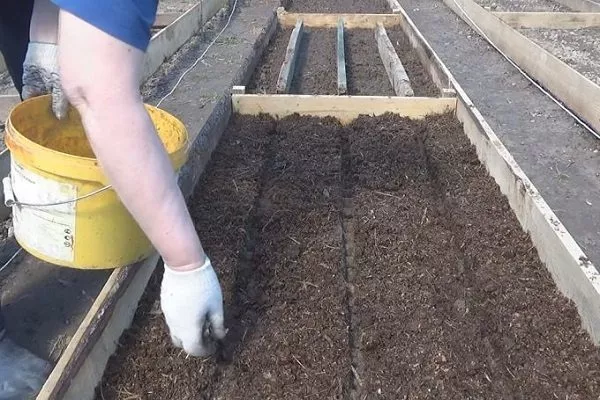 подготовка грядки под огурцы Квирк