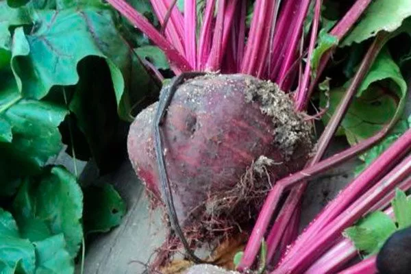 Подготовка и посев семян