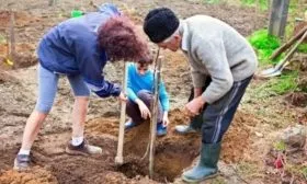 подготовка к посадке сливы Голливуд