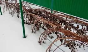 Подготовка к зиме