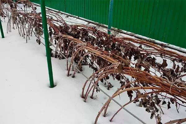 Подготовка к зиме