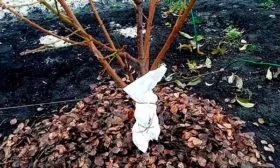 Подготовка к зиме