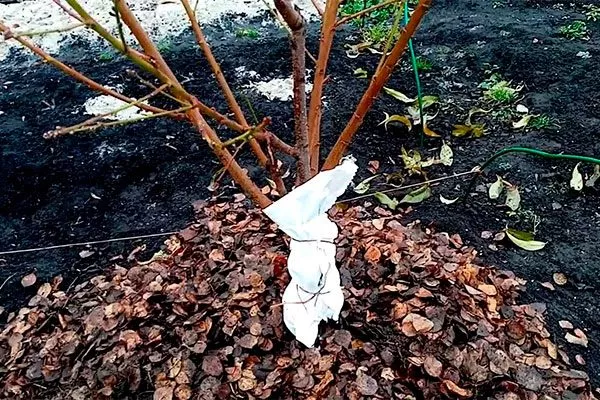 Подготовка к зиме