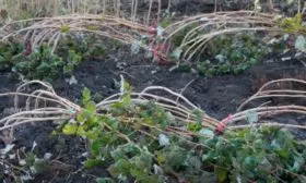 Подготовка к зиме