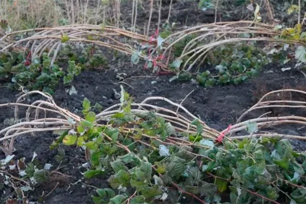 Подготовка к зиме