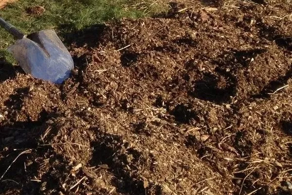 подготовка огорода к посадке нантской 4: внесение компоста