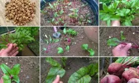 Подготовка почвы для выращивания свёклы Одноростковой