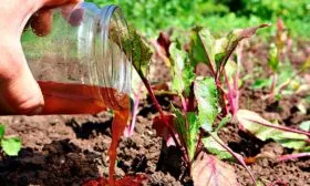 Подготовка почвы и подкормка для свёклы Кардинал