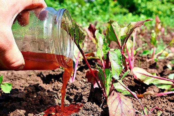 Подготовка почвы и подкормка для свёклы Кардинал