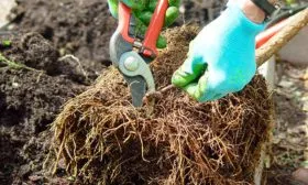 Подготовка посадочного материала