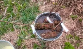 Подготовка саженца Яблоня Лигол