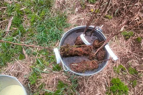 Подготовка саженца Яблоня Лигол