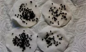 Подготовка семян