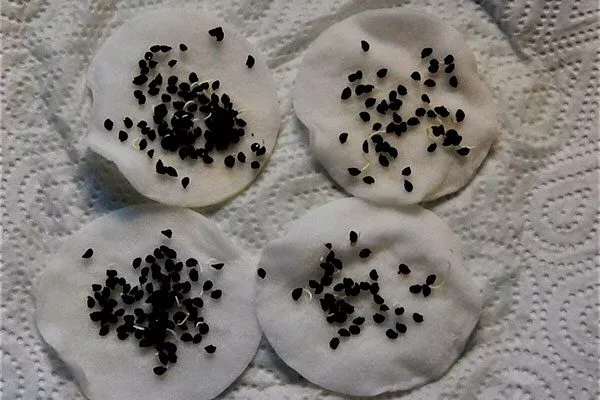 Подготовка семян