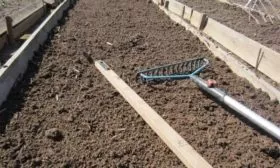 подготовка участка под посадку лука Альфа