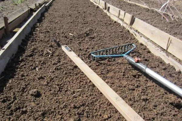 подготовка участка под посадку лука Альфа