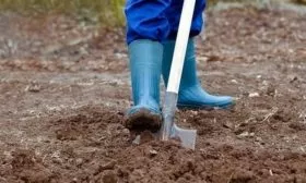 подготовка участка под посадку лука Параде