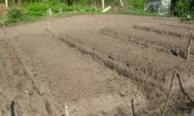 подготовка участка под посадку лука Россана