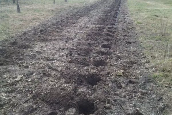 подготовка участка под посадку малины Феномен