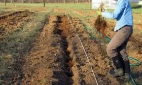 подготовка участка под посадку малины Самохвал