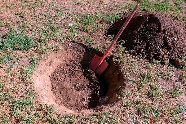 Подготовка участка Яблоня Лигол