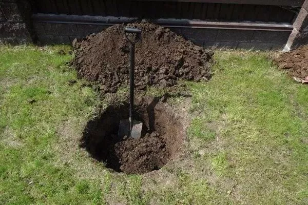 подготовка ямы под посадку сливы Память Тимирязева