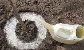 подкормка персика