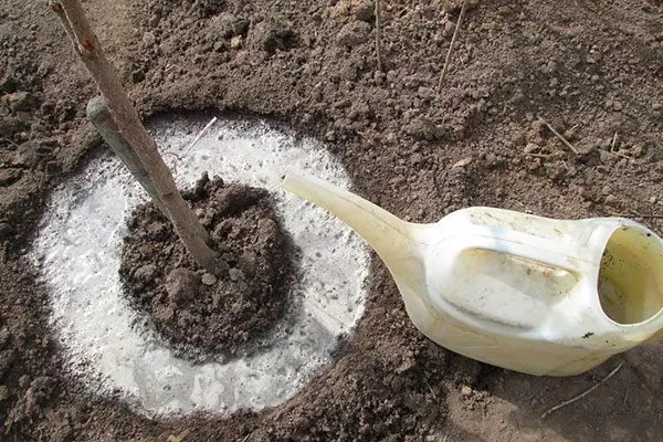 подкормка персика