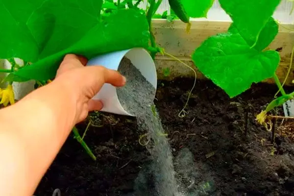 Выращивание и уход