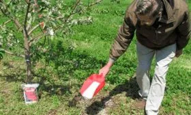 Подкормка дерева