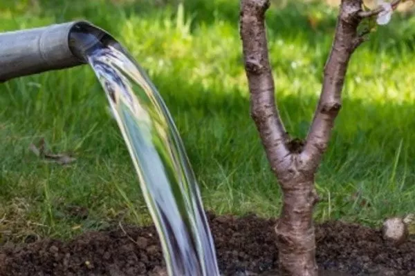 Подкормка и полив