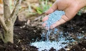 Подкормка и полив Сливы