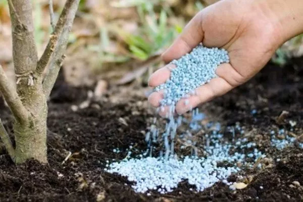 Подкормка и полив Сливы