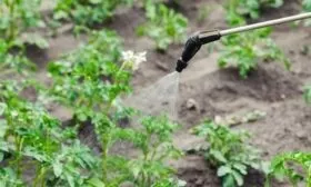 подкормка картофеля Брянский деликатес