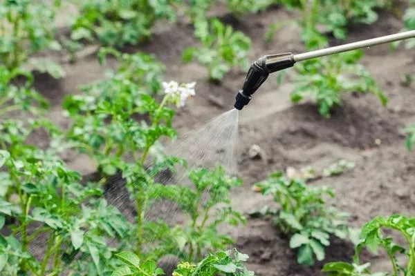 подкормка картофеля Брянский деликатес