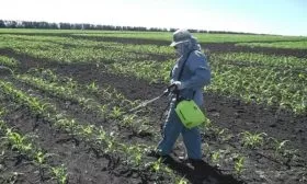 подкормка кукурузы РОСС 199 МВ
