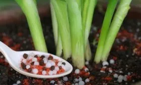 подкормка лука Веста