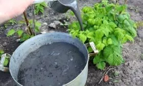 подкормка малины Конёк-Горбунок