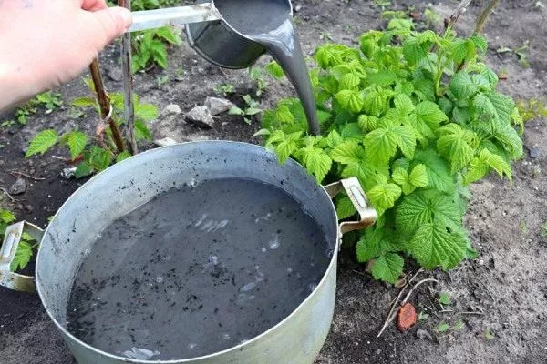 подкормка малины Конёк-Горбунок