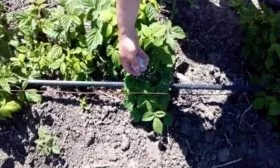 подкормка малины Красная королева