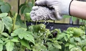 подкормка малины Орбита