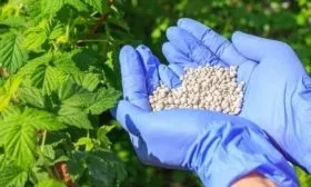 подкормка малины Патриция