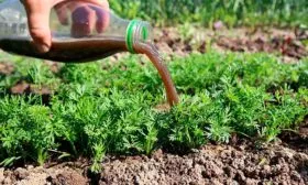 подкормка моркови