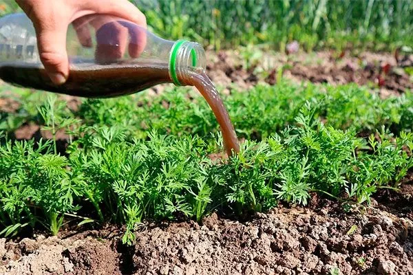 подкормка моркови