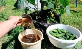 ПОдкормка огурцов