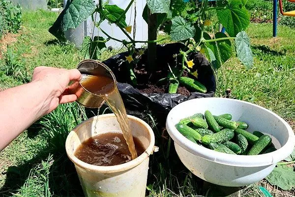 ПОдкормка огурцов