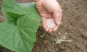 подкормка огурцов Бастион