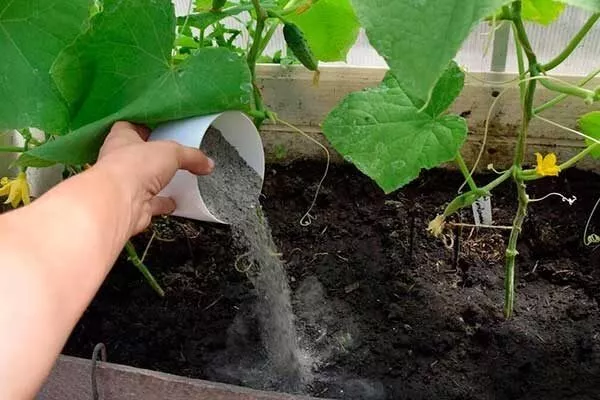 подкормка огурцов Тёща