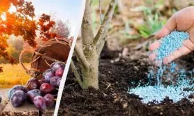 подкормка сливы