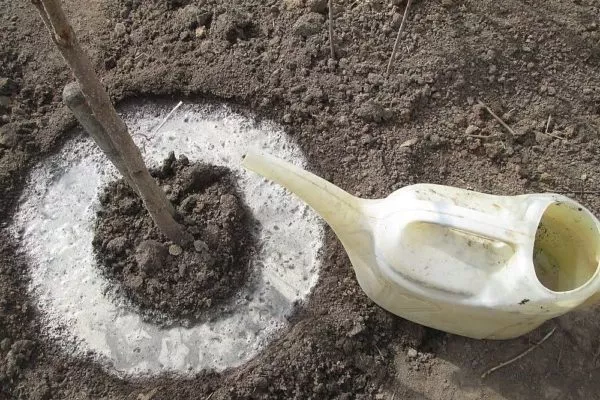 подкормка Солнечного персика